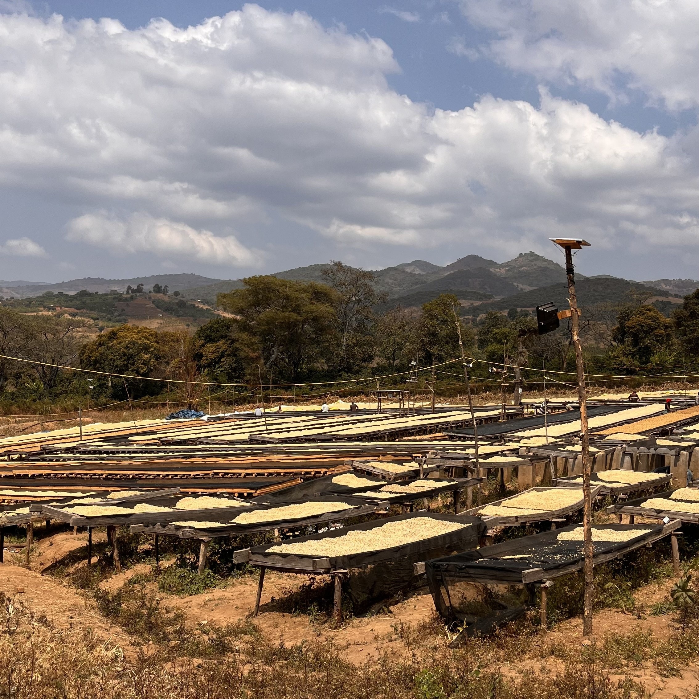 Tanzania Nsoga Washed(25/26年クロップ) | ORIGIN COUNTRIES for
